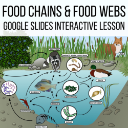 Food chains food webs and energy pyramid worksheet answer key